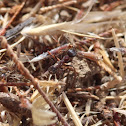 Harvester Ant