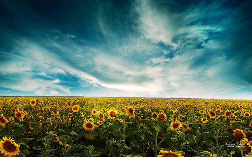 Sunflowers Live Wallpaper