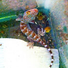 Tokay gecko