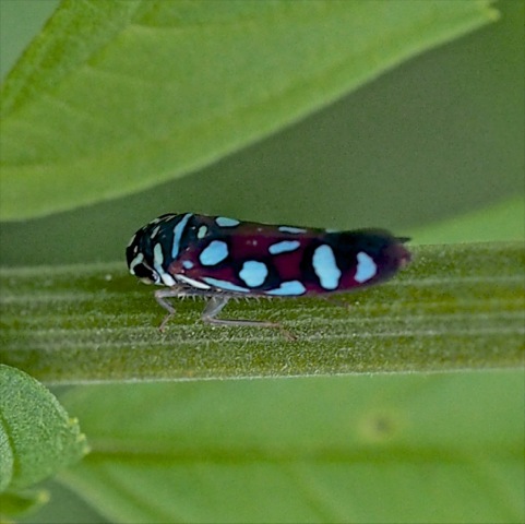 Macugonalia Sharpshooter