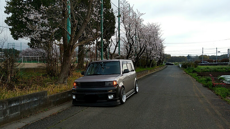 bBのbB NCP 31・DIY・サクラと愛車・桜とコラボに関するカスタム事例の投稿画像2枚目
