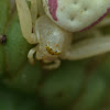 goldenrod spider