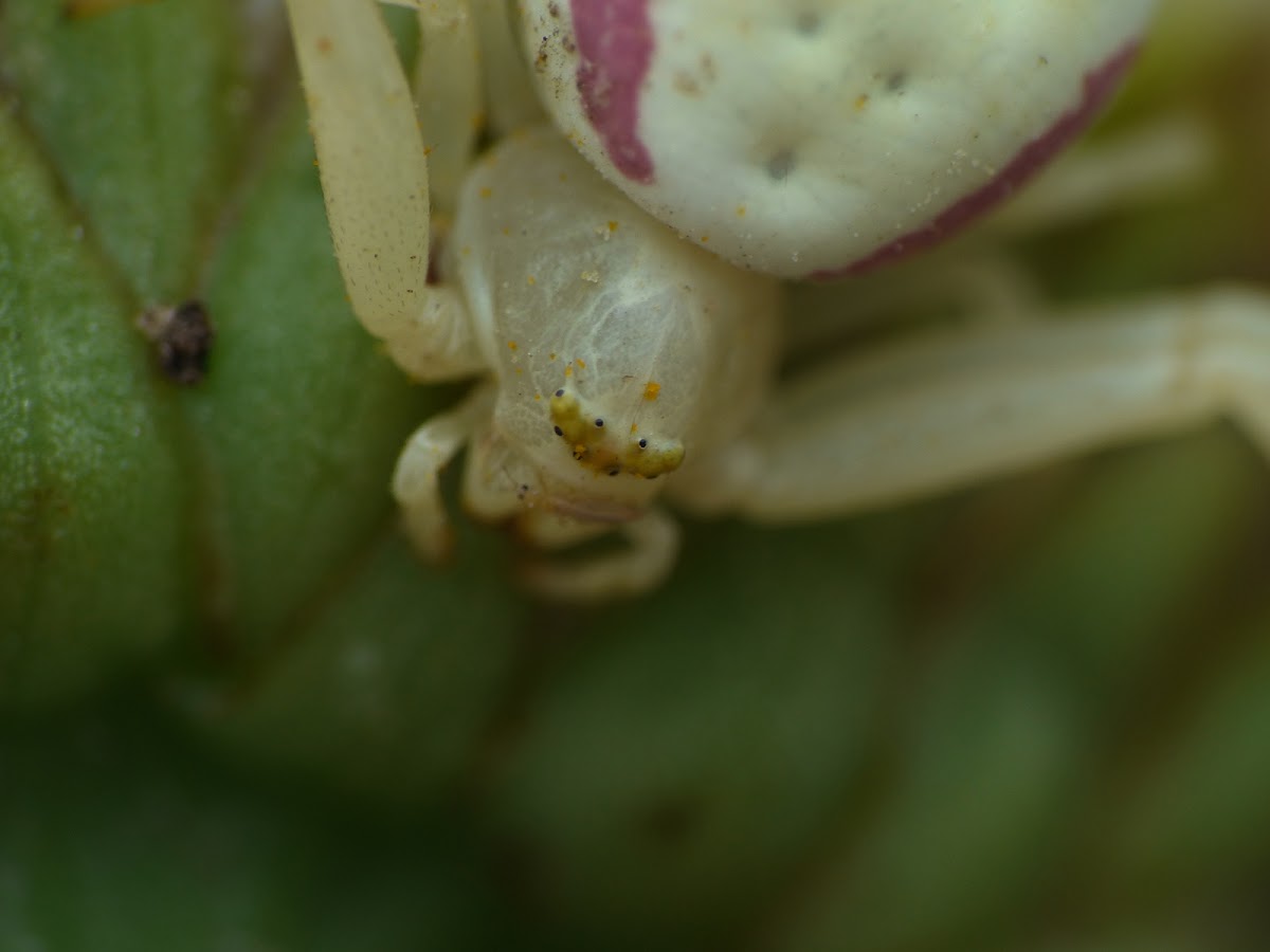 goldenrod spider