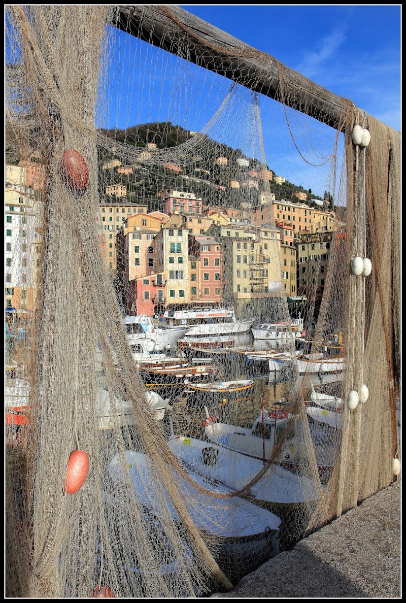 Porticciolo di Camogli di tigro