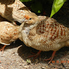 Grey Francolin