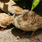 Grey Francolin