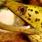 Frimbriated Moray Eel