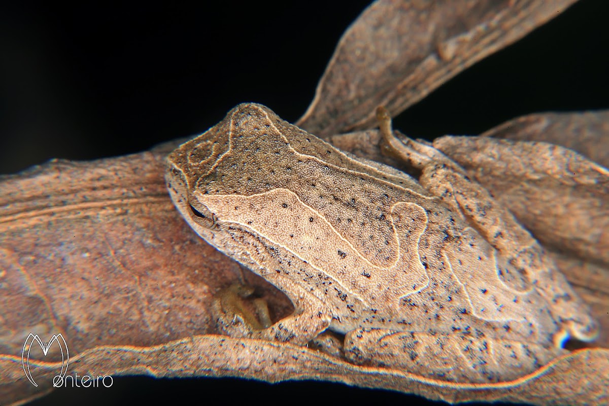 Lesser treefrog