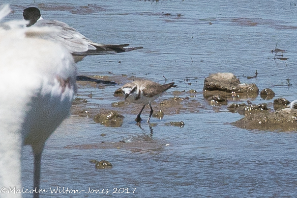 Kentish Plover; Chorlitejo Patinegro