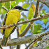 Neinei (Boat-billed Flycatcher)