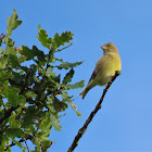 Greenfinch