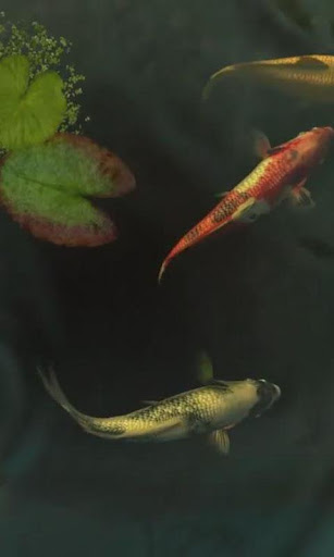 Koi Fish live wallpaper