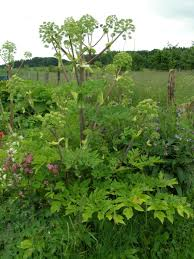 angelica archangelica