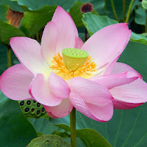 Wildflowers of Honshu, Japan