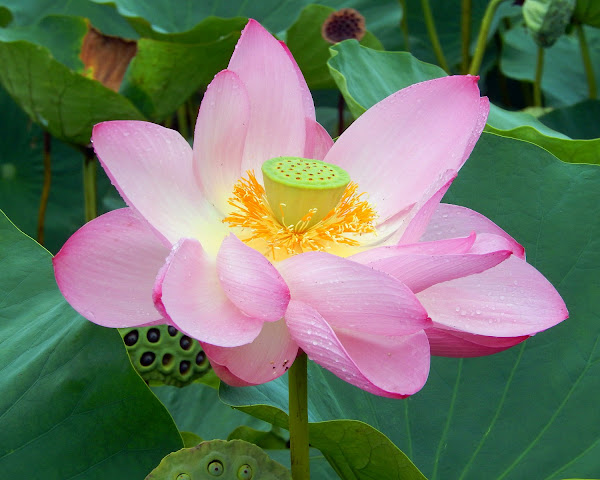 Sacred Lotus | Project Noah