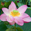 Sacred Lotus