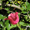 Bougainvillea