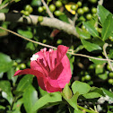 Bougainvillea