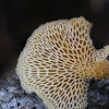 Hexagonal-pored Polypore