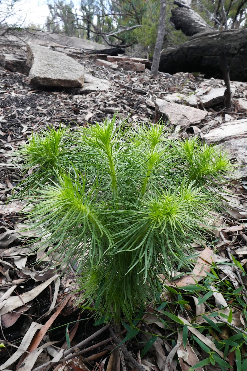 Tree Trigger-plant