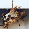 Paper Wasp