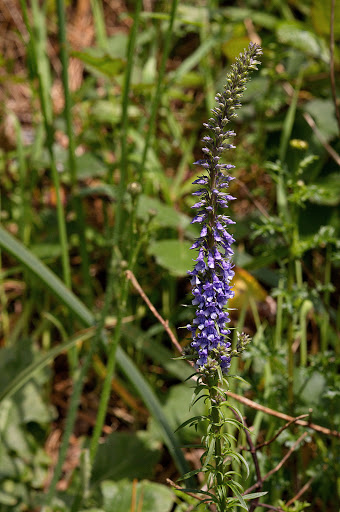 Anarrhinum bellidifolium