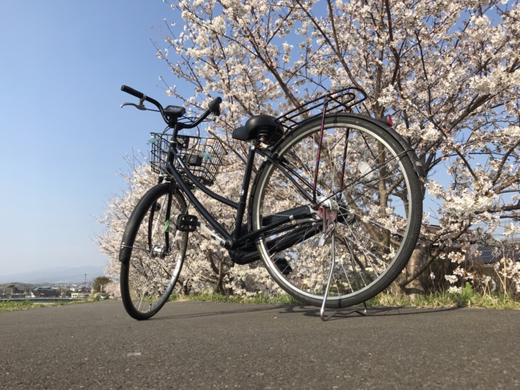 自転車のドライブ・レッドメモリー・桜とコラボ・改造自転車・桜🌸に関するカスタム事例の投稿画像3枚目