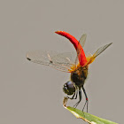 Crimson-tailed Marsh Hawk