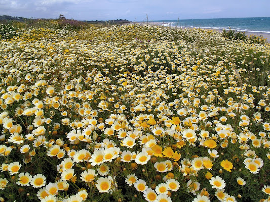 un mare di margherite di brunodiegogallace