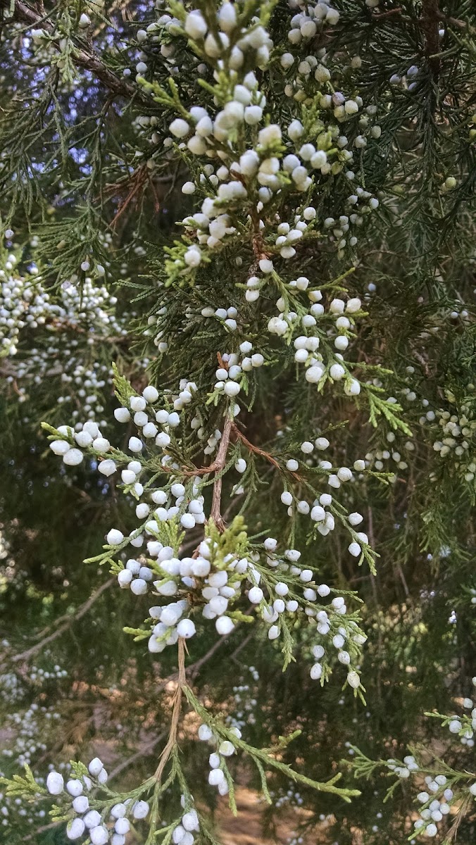 Eastern Red Cedar tree, bark, leaves, berries