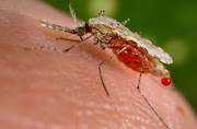 The National Institute for Communicable Diseases says residents of malaria transmission areas in Limpopo and Mpumalanga need to have an urgent blood test if they have fever or flu like symptoms.