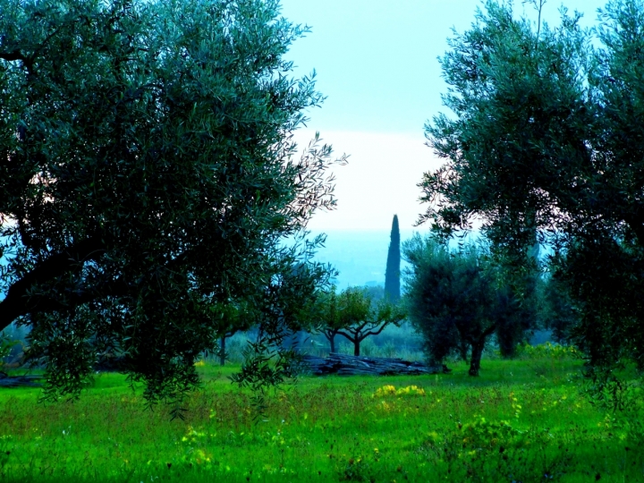 L'Espressione della Natura di IRENE-VANNI