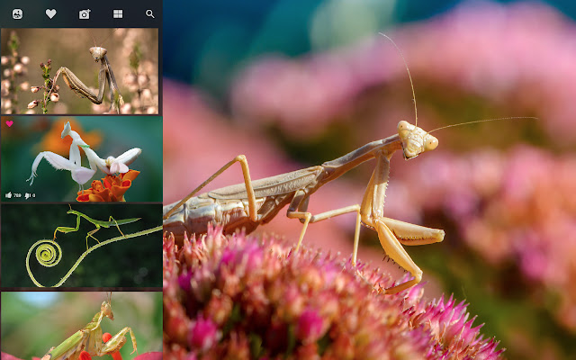 My Praying Mantis HD Wallpapers New Tab