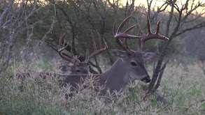 Texas Velvet thumbnail