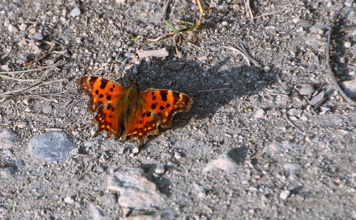 Comma Butterfly