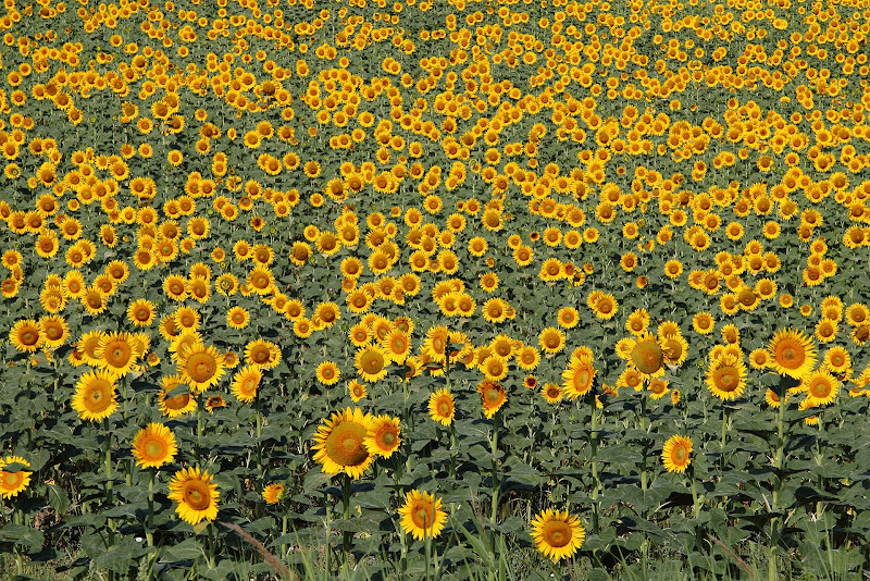 girasoli di rino_savastano