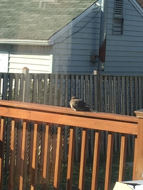 Mourning Dove