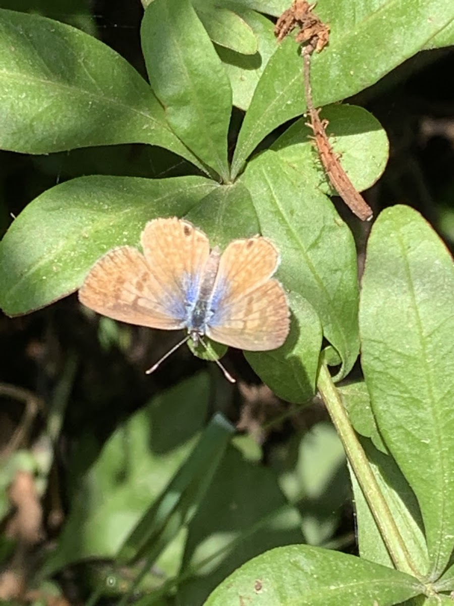 Marine Blue Butterfly