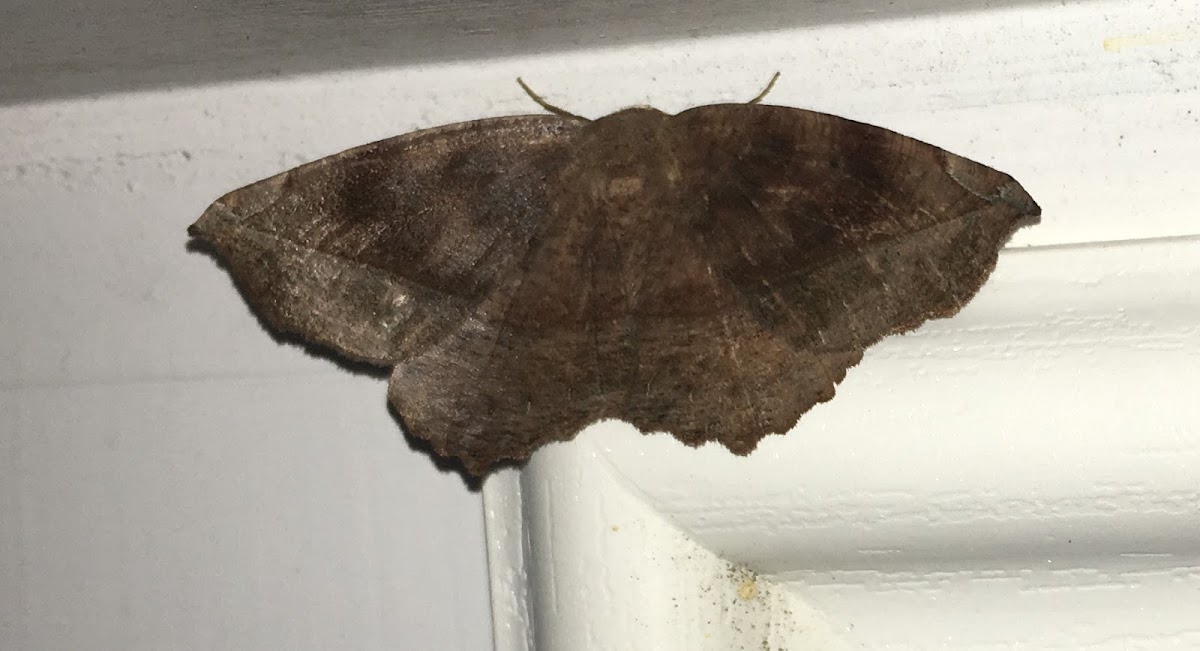 Curve-toothed Geometer Moth