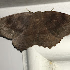 Curve-toothed Geometer Moth