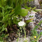 white florets