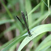 Ebony Jewelwing (female)