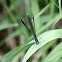 Ebony Jewelwing (female)