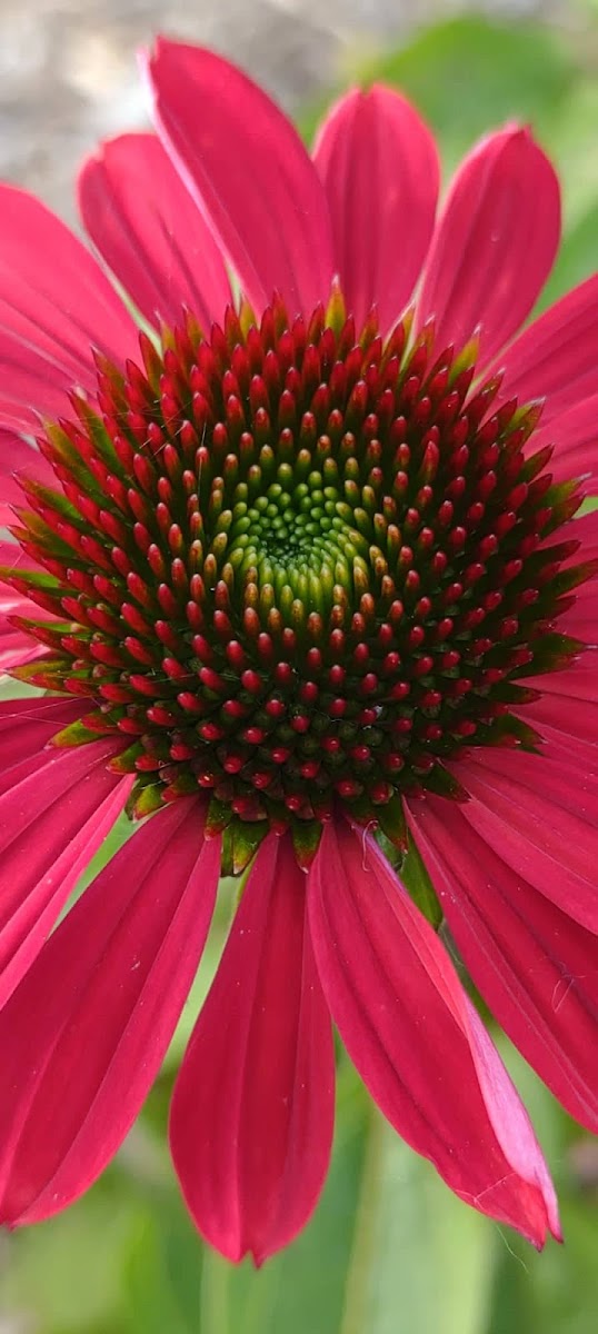 Purple Coneflower