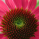 Purple Coneflower