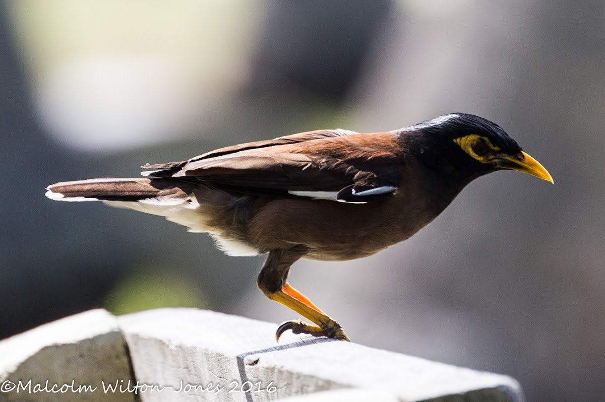 Common Myna