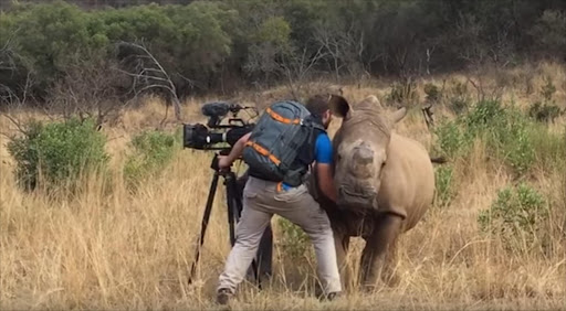 Cinematographer gently touching a rhino during the filming of a documentary