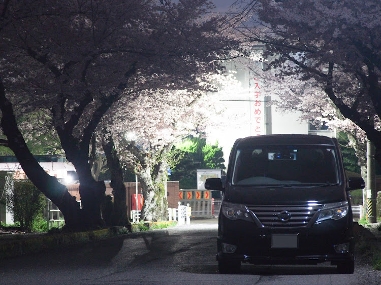 セレナの桜と愛車・一眼レフカメラ初心者・へたくそ一眼・まるで成長していないに関するカスタム事例の投稿画像3枚目