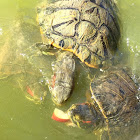 Red Eared Slider