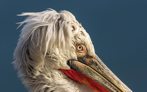 Pelican head